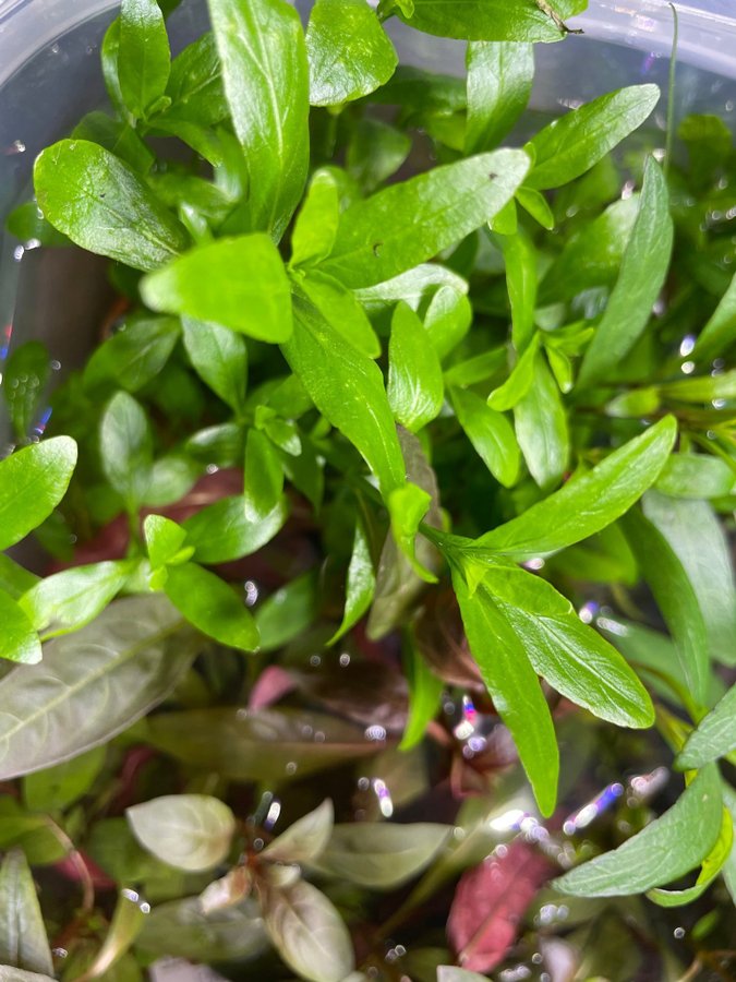 Akvarieväxt Hygrophila polysperma 10 skott