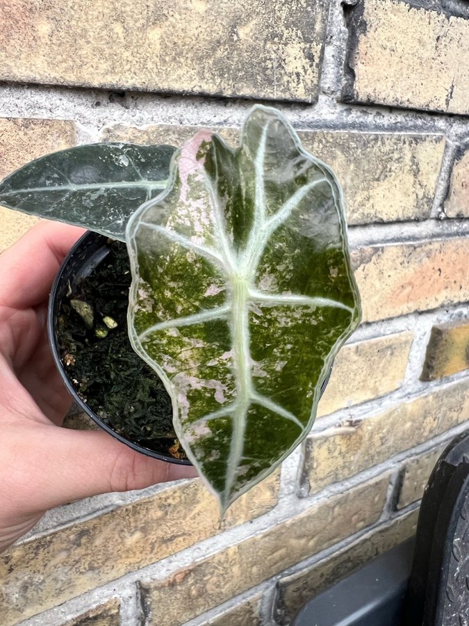 Alocasia Polly Pink Variegata