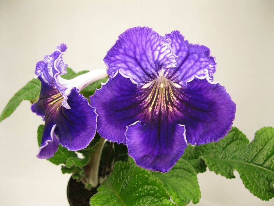 Streptocarpus Dem-Blue Clover en ung planta bild 2