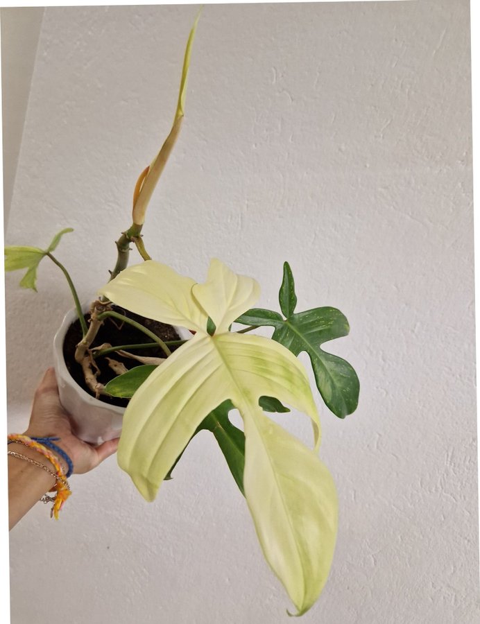 Philodendron Florida Ghost