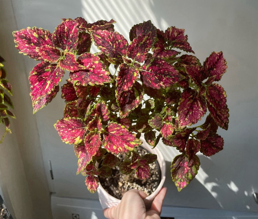 Pinata rotad stickling palettblad coleus