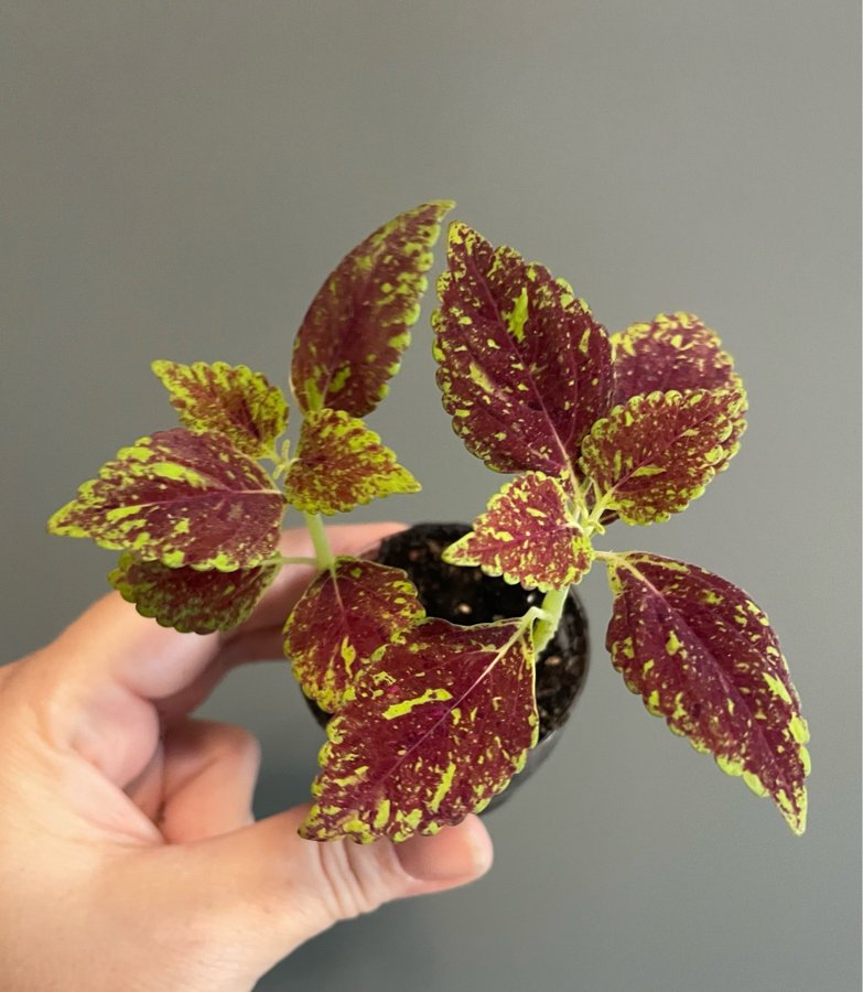 Pinata rotad stickling palettblad coleus