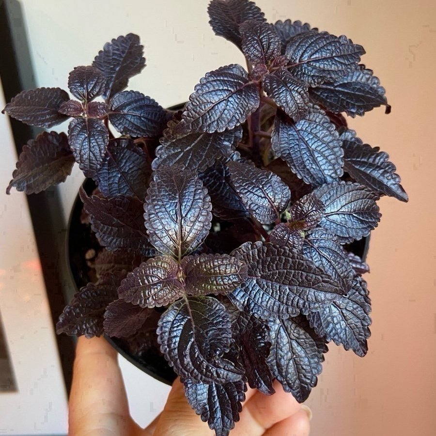 Palettblad/Coleus SHINY SHOES