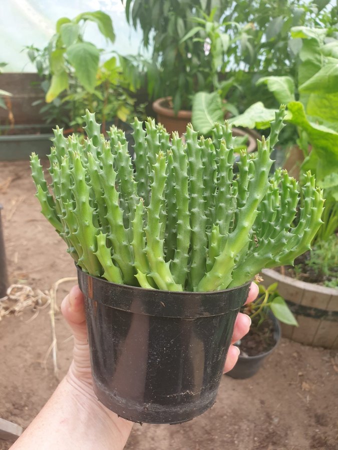 Orbea Variegata Stapelia tiger flower