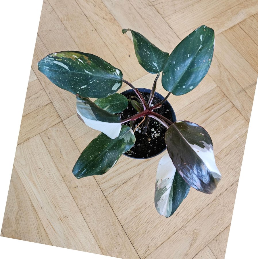 Philodendron red andersson