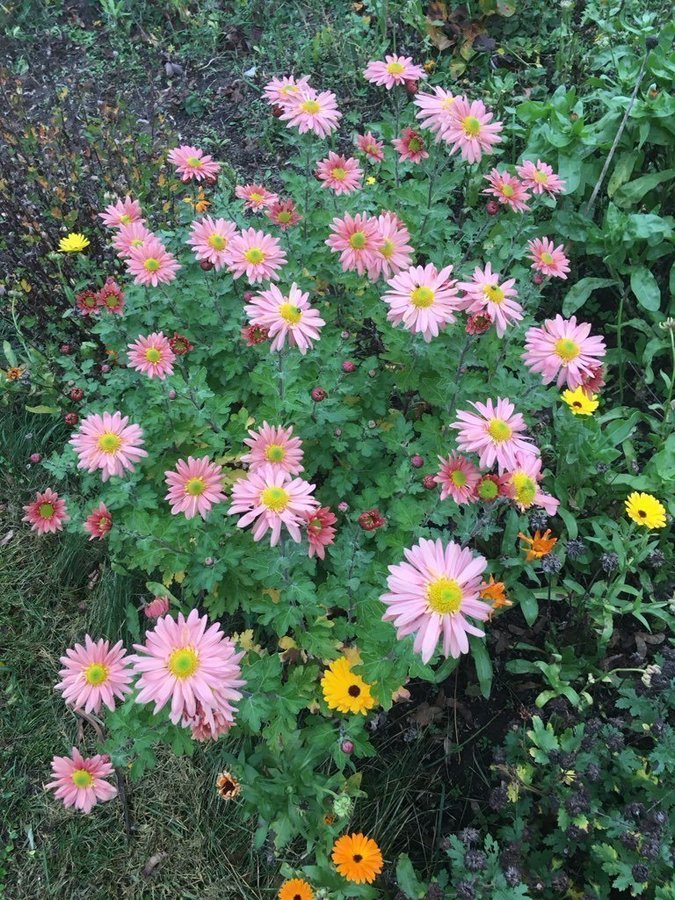 Krysantemum perenn plantor från Kroatien 5 st