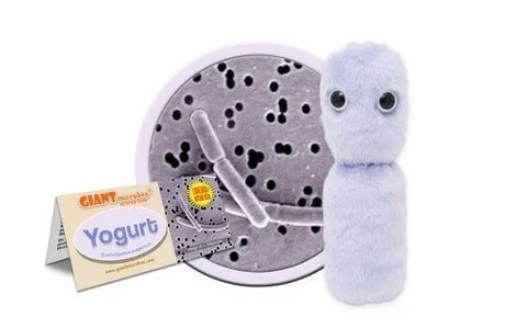 Yoghurt / Yogurt - Lactobacillus Bulgaricus - Giant Microbe