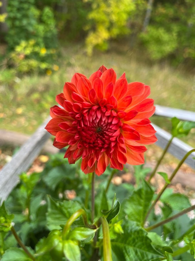 Dahlia Dahliaknöl Ralphie