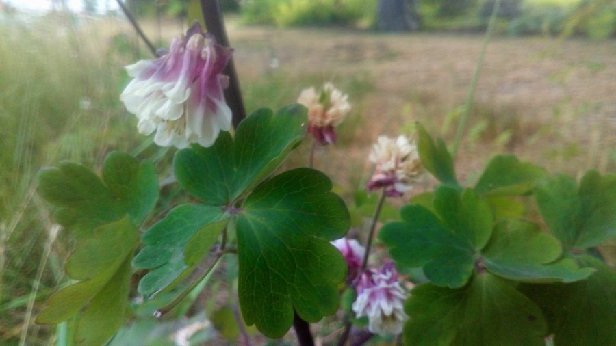 Fröer av rosa/vit Akleja