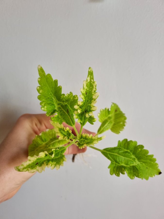 Palettblad Lemon and Lime Coleus Stickling