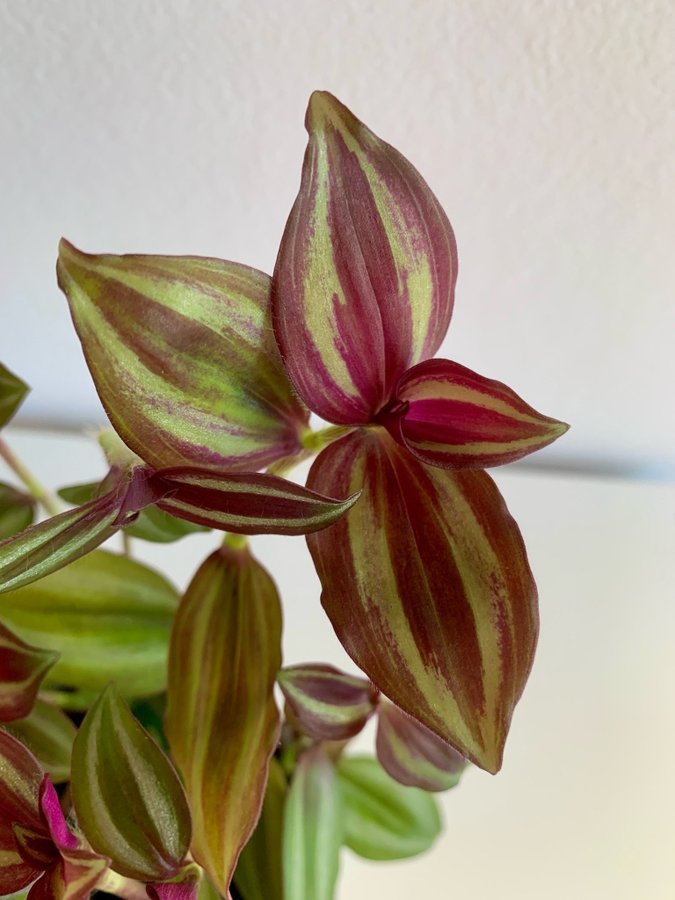 Tradescantia Zebrina Leprechaun Zebrablad