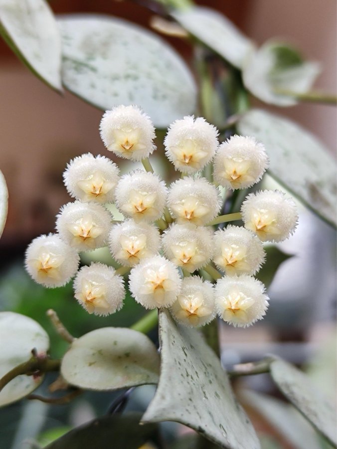 Hoya Krohniana Eskimo- rotad stickling