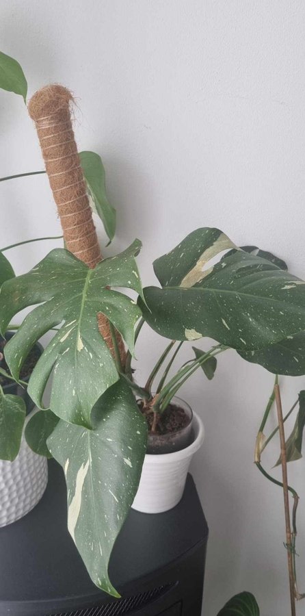 Monstera Thai