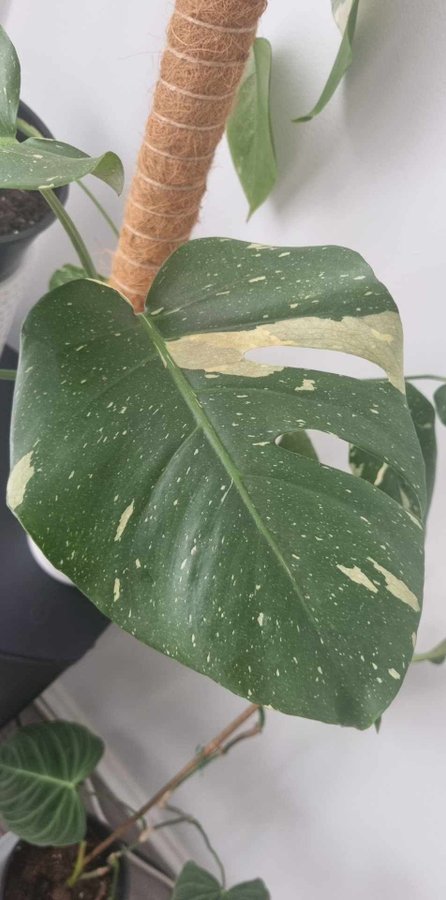 Monstera Thai