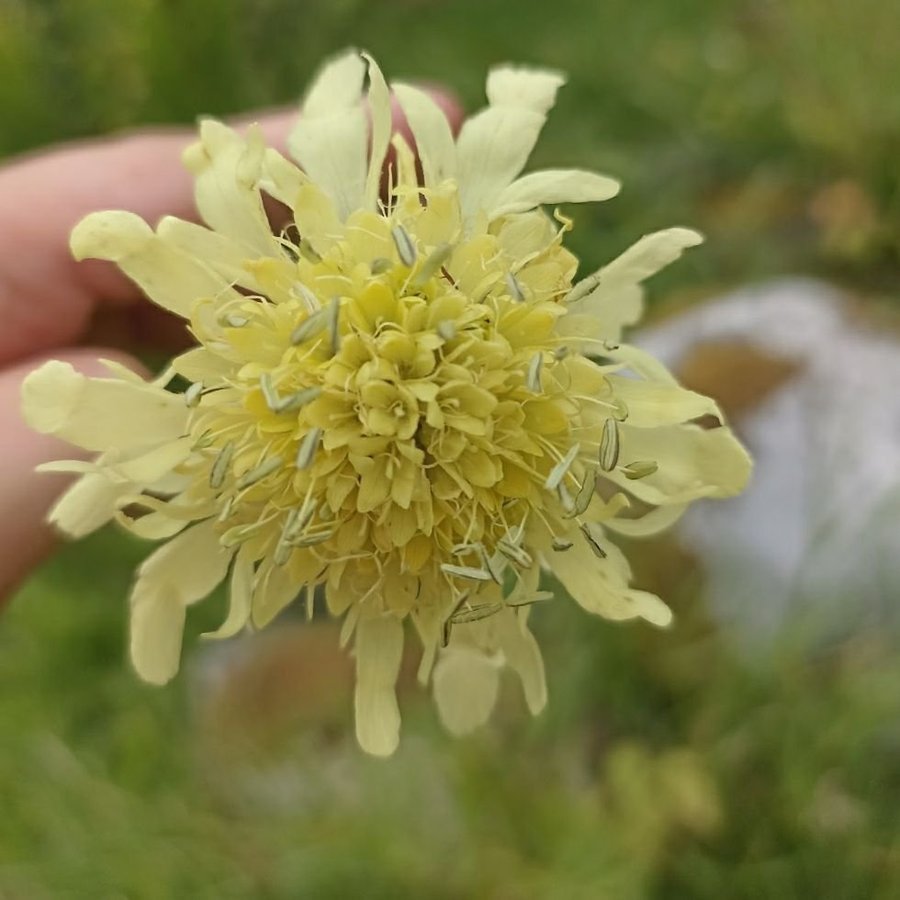 Jättevädd, fröer ca 15st, Scabiosa caucasica