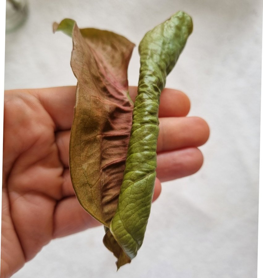 Syngonium Pink stickling