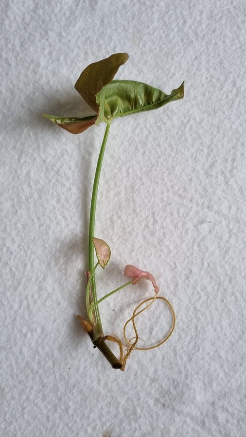 Syngonium Pink stickling