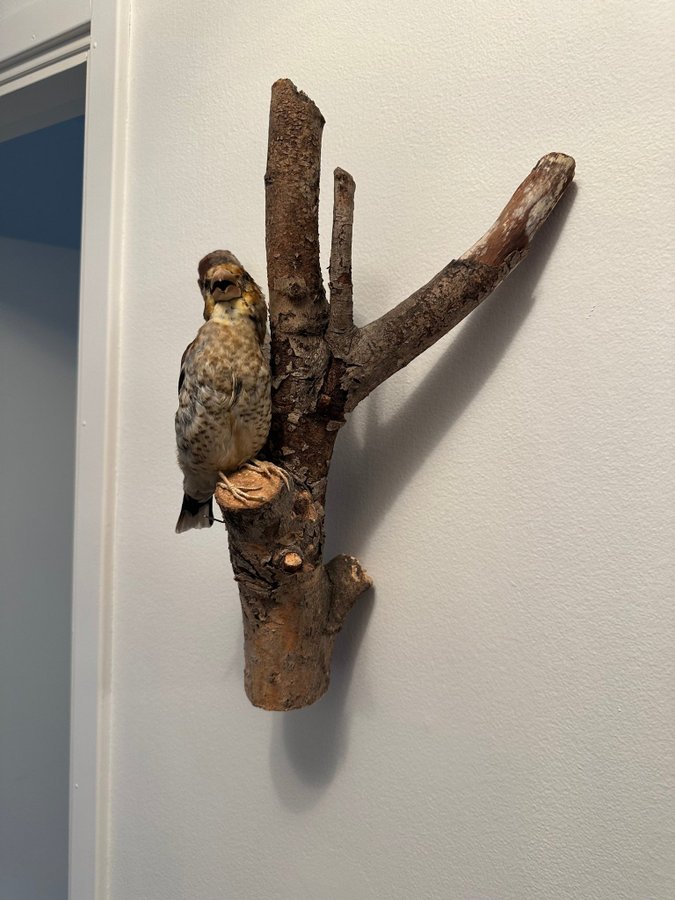 Nötknäcka upstoppad taxidermi fint skick