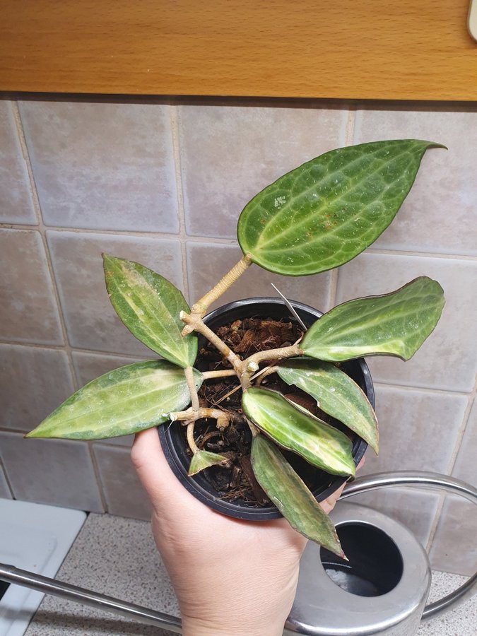 Hoya Latifolia Pot of Gold / fd Macrophylla planta