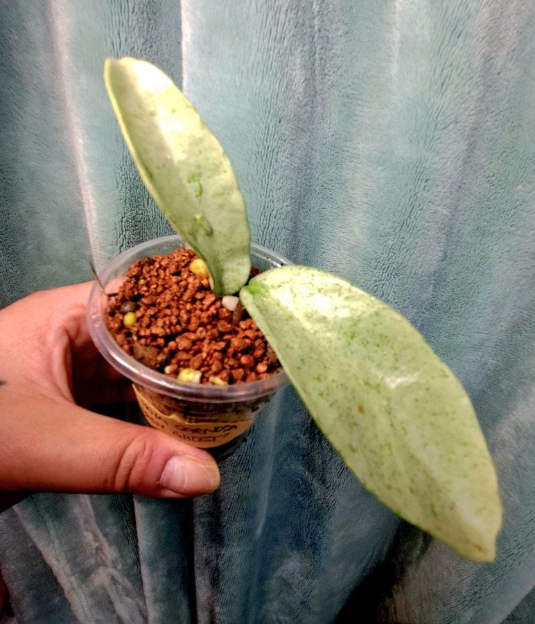 Hoya carnosa 'Grey Ghost'