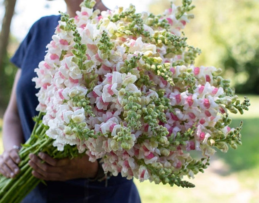 Lejongap Appleblossom, ettårig, höjd ca 90 cm, blom juni-sept, ca 200 frön