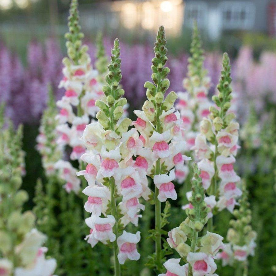 Lejongap Appleblossom, ettårig, höjd ca 90 cm, blom juni-sept, ca 200 frön