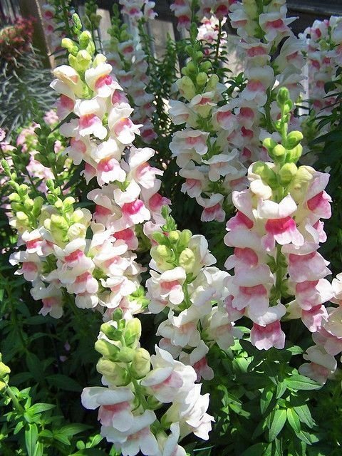 Lejongap Appleblossom, ettårig, höjd ca 90 cm, blom juni-sept, ca 200 frön