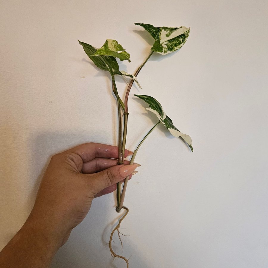 Syngonium Podophyllum Albo Variegata nr. 2