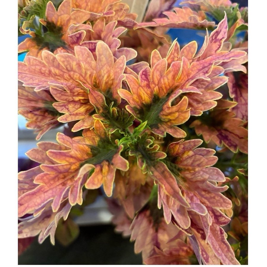 Palettblad Coleus Disco Rosa Sport stickling