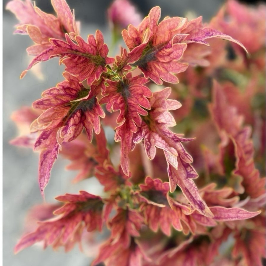 Palettblad Coleus Disco Rosa Sport stickling