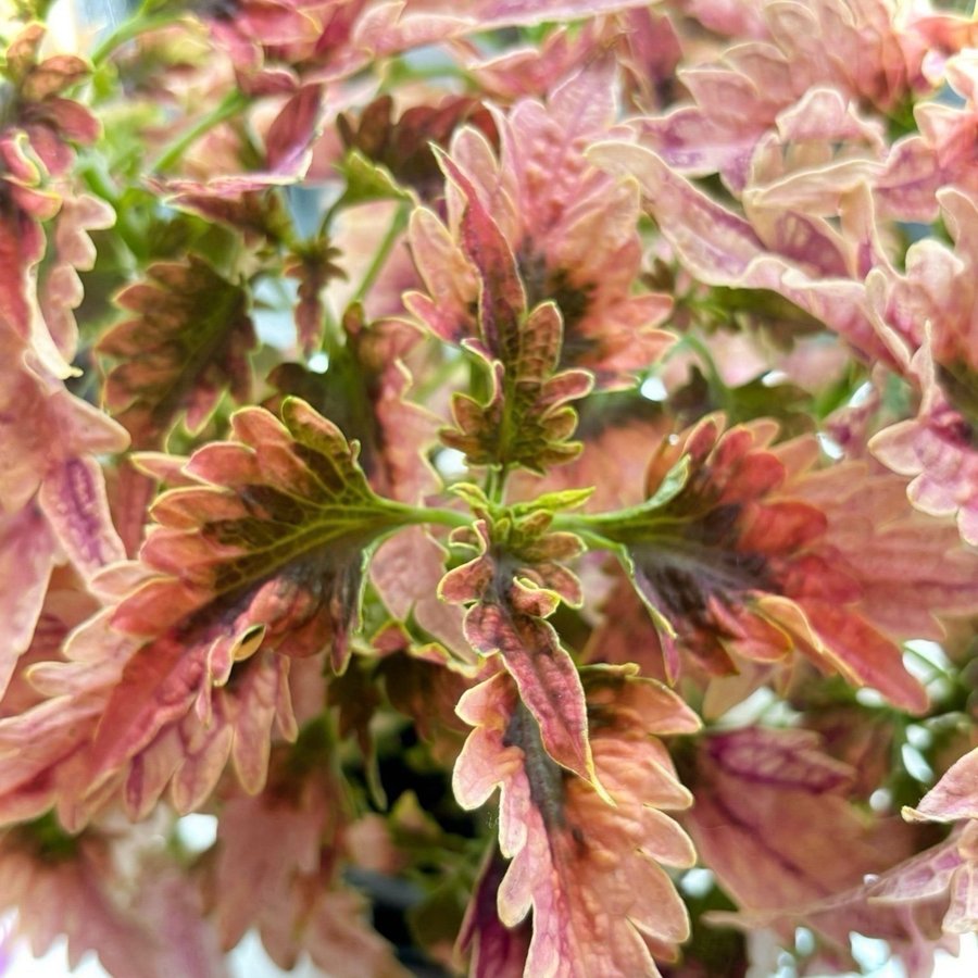 Palettblad Coleus Disco Rosa Sport stickling