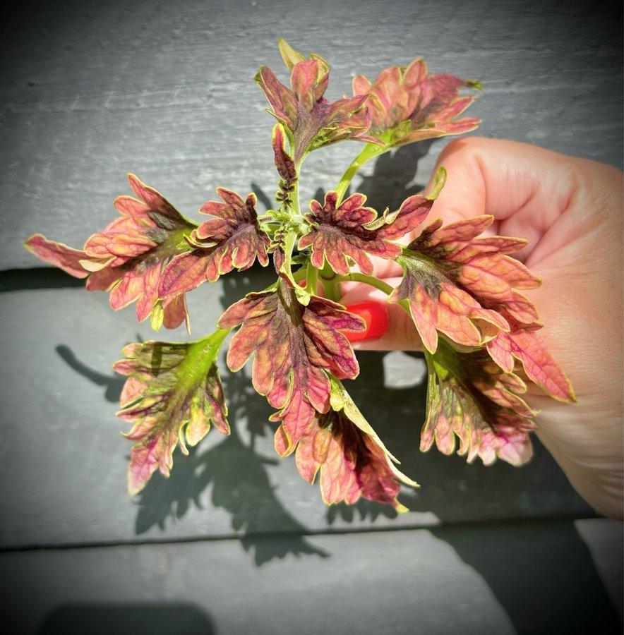 Palettblad Coleus Disco Rosa Sport stickling