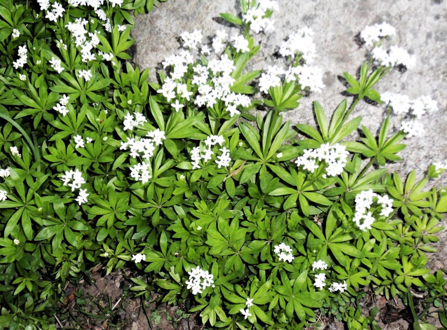 Myskmadra många plantor