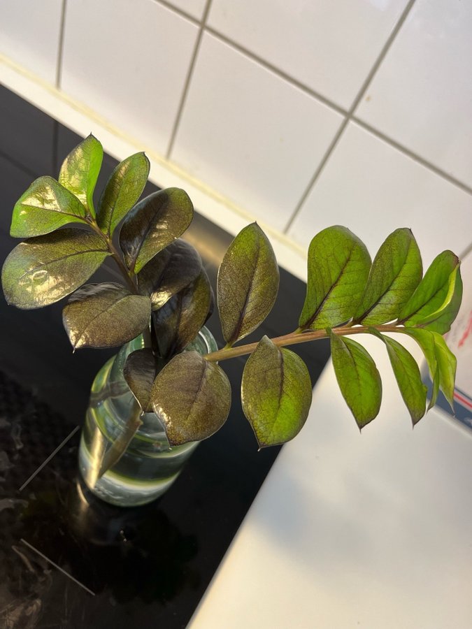 Zamioculcas zamiifolia ’Raven’ sticklingar