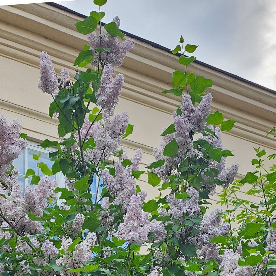 Ljusrosa gammaldags syren fröer