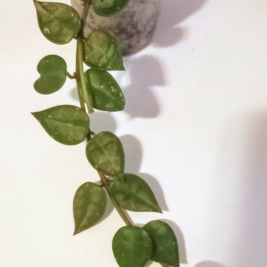 HOYA KROHNIANA " SUPER SILVER"I - planta