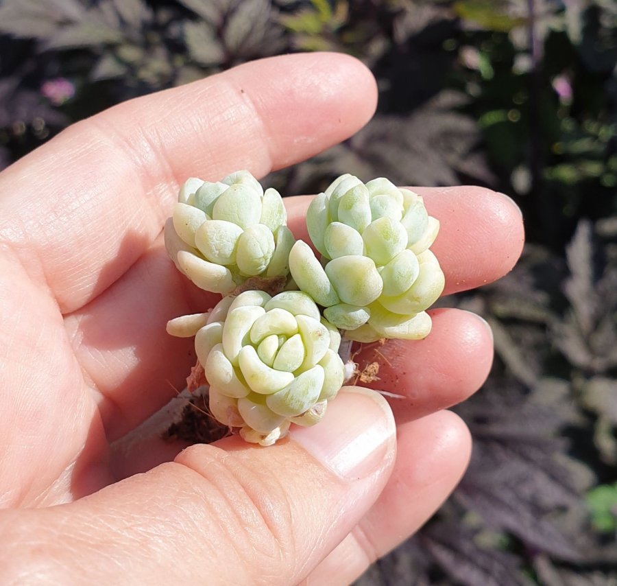 Sedum clavatum variegata - 1 sista gäng sticklingar