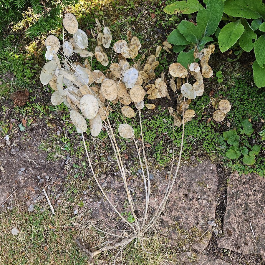 Lunaria annua (Silverpenningar)