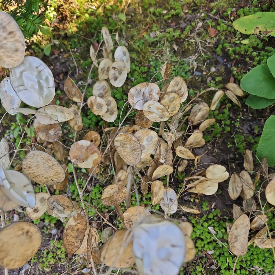 Lunaria annua (Silverpenningar)