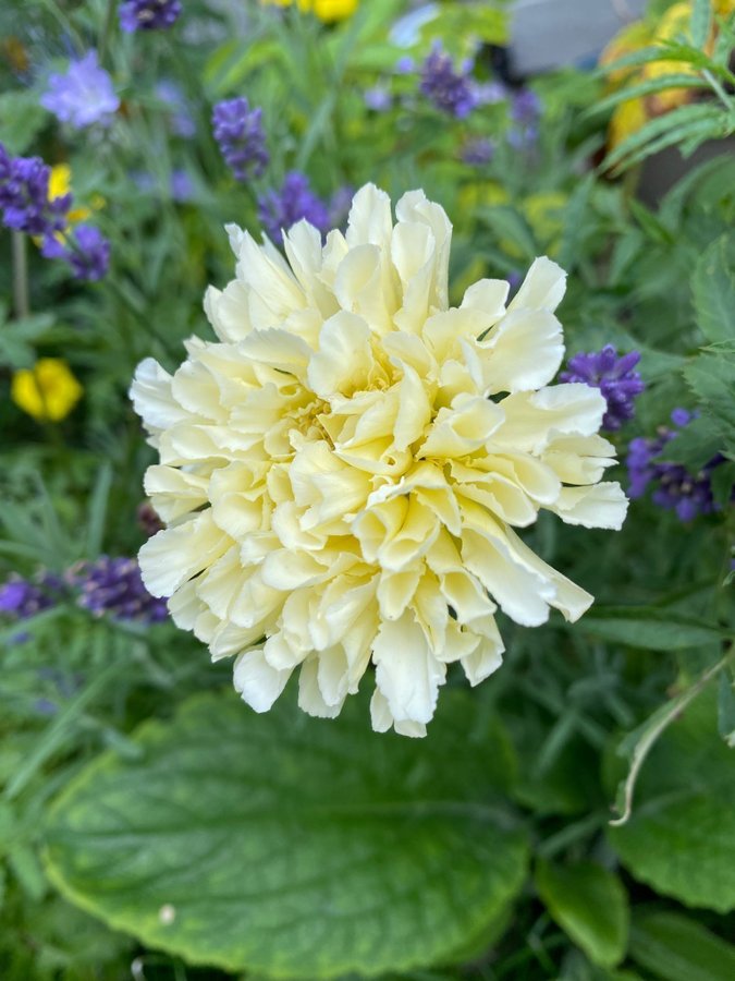 Tagetes African Marigold Snowdrift