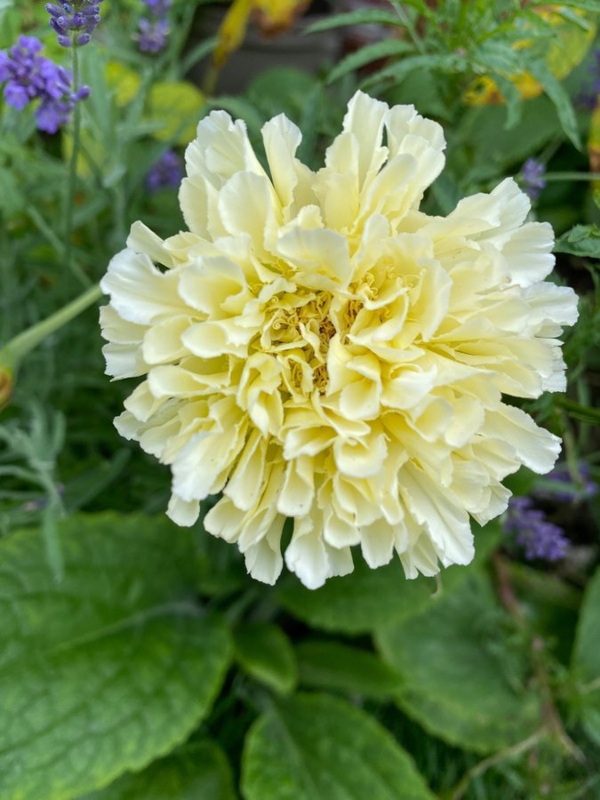 Tagetes African Marigold Snowdrift