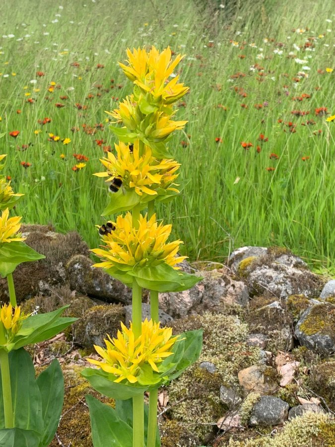 Gentiana lutea, Gul gentiana +20st frön