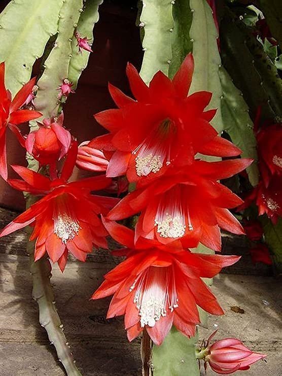 Disocactus.Epiphyllum ackermannii - Ackermann's Orchid,planta.