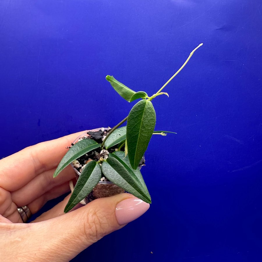 Hoya leucantha ’PNG’ - rotad stickling