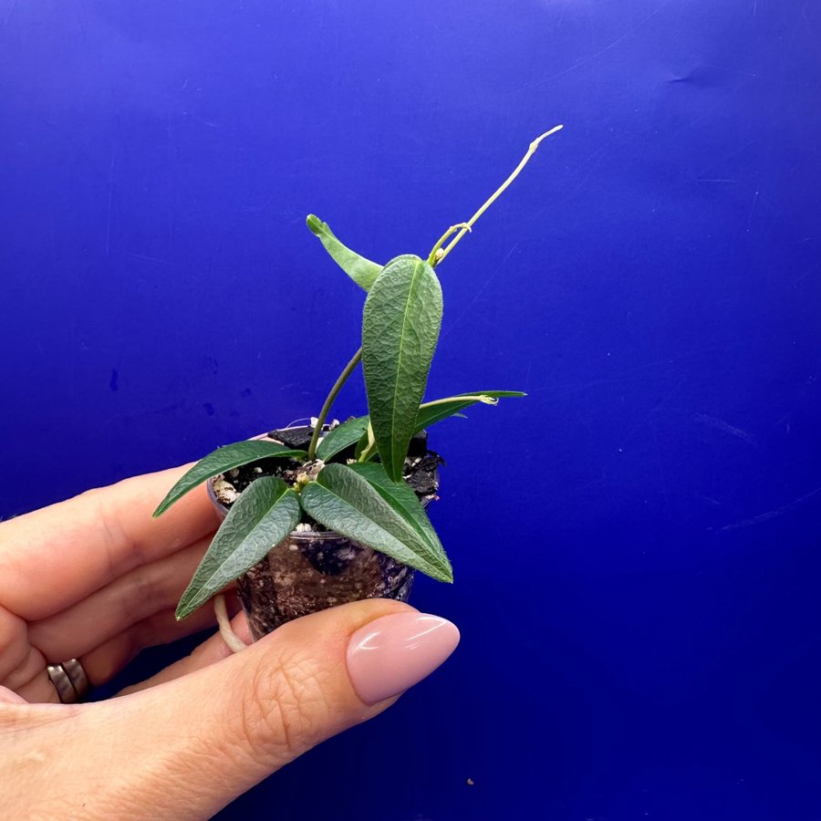 Hoya leucantha ’PNG’ - rotad stickling