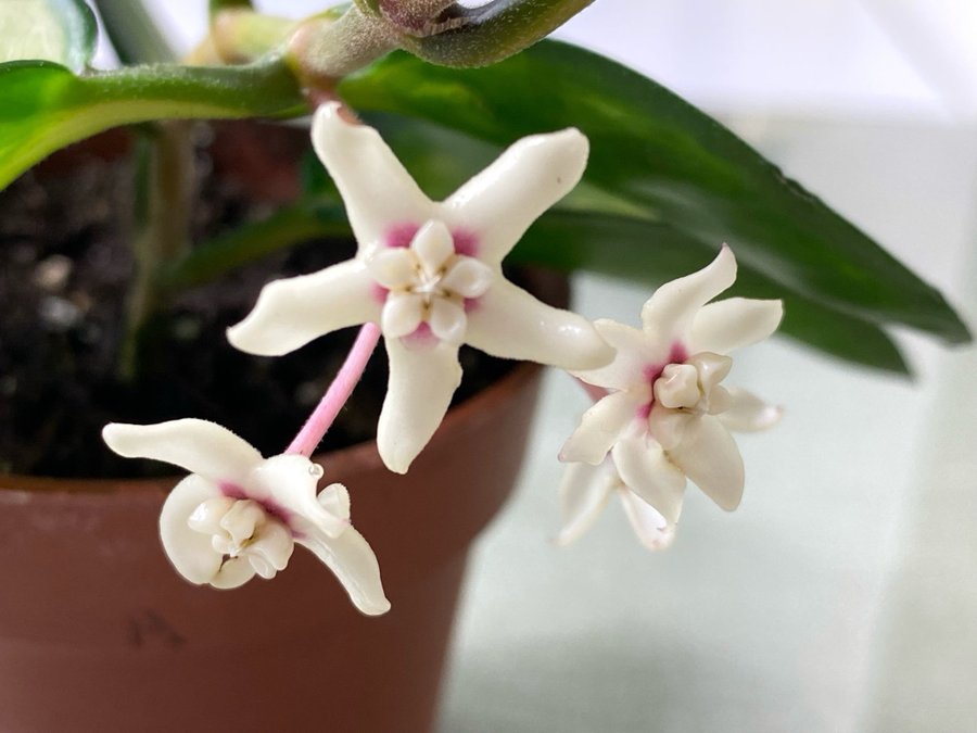 Hoya australis 'Lisa' (blommande) med HEATPACK