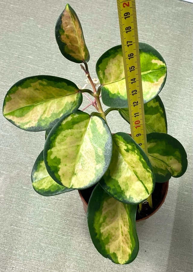 Hoya australis 'Lisa' (blommande) med HEATPACK