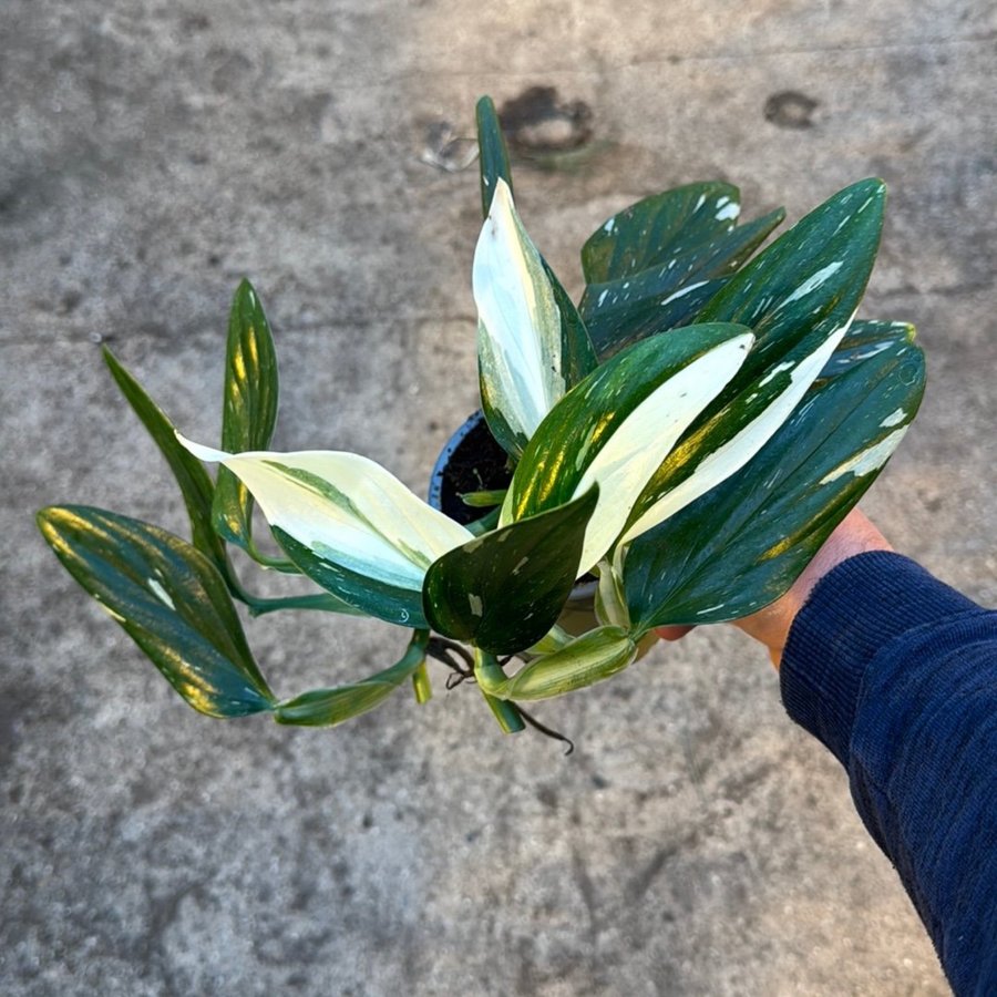 Monstera STANDLEYANA Cobra 12 cm