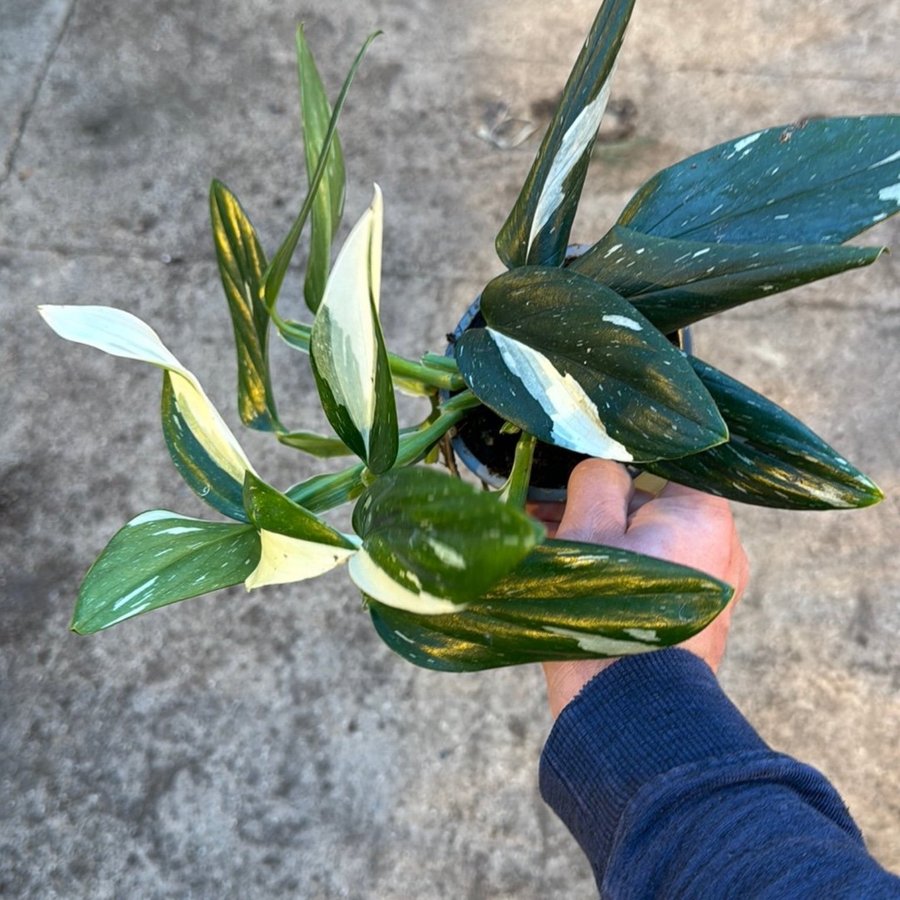 Monstera STANDLEYANA Cobra 12 cm