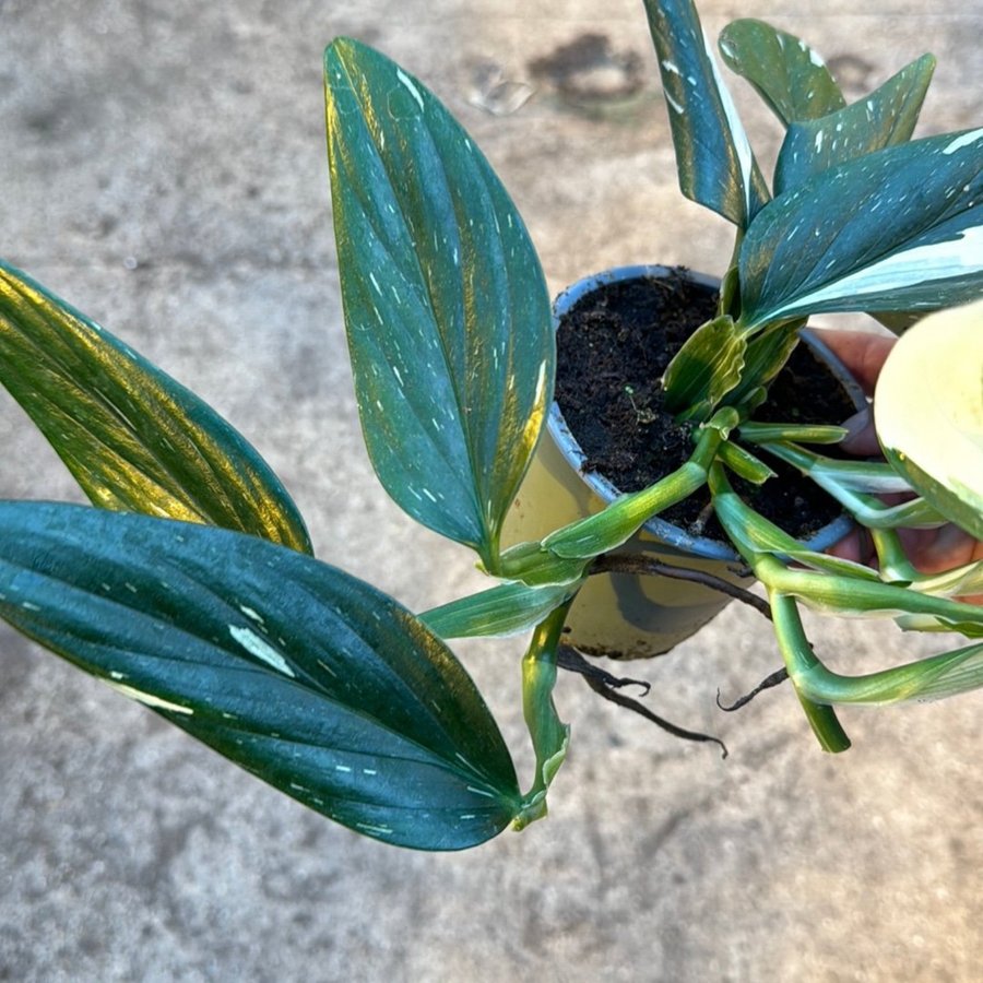 Monstera STANDLEYANA Cobra 12 cm